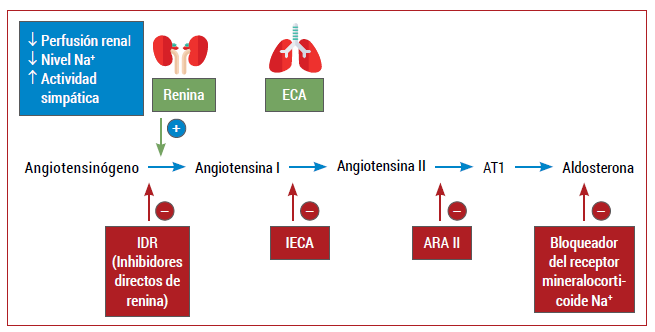 Sistema renina-angiotensina-aldosterona