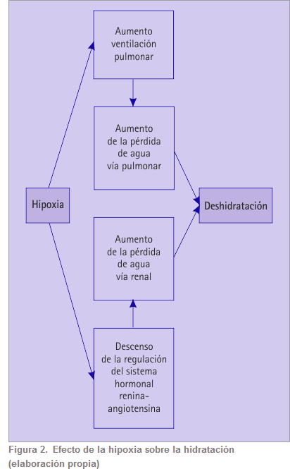 Figura 2 Efecto de la hipoxia sobre la hidratación (elaboración propia)